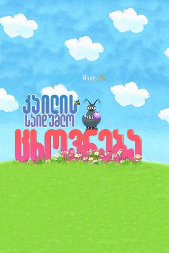 კაილის საიდუმლო ცხოვრება / The Secret Life of